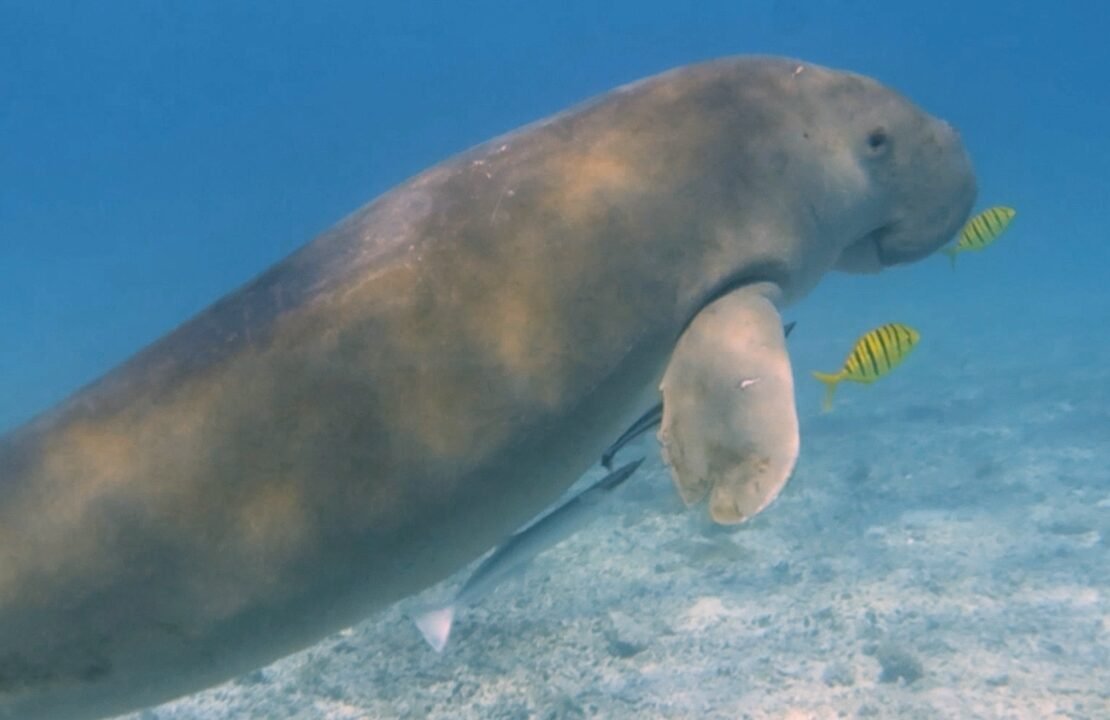 Dugong di Indonesia