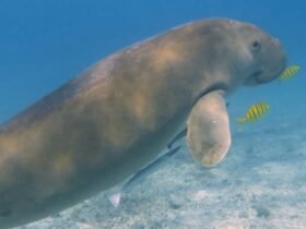 Dugong di Indonesia