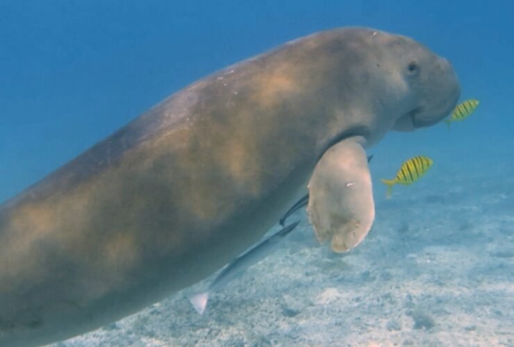 Dugong di Indonesia