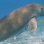 Dugong di Indonesia