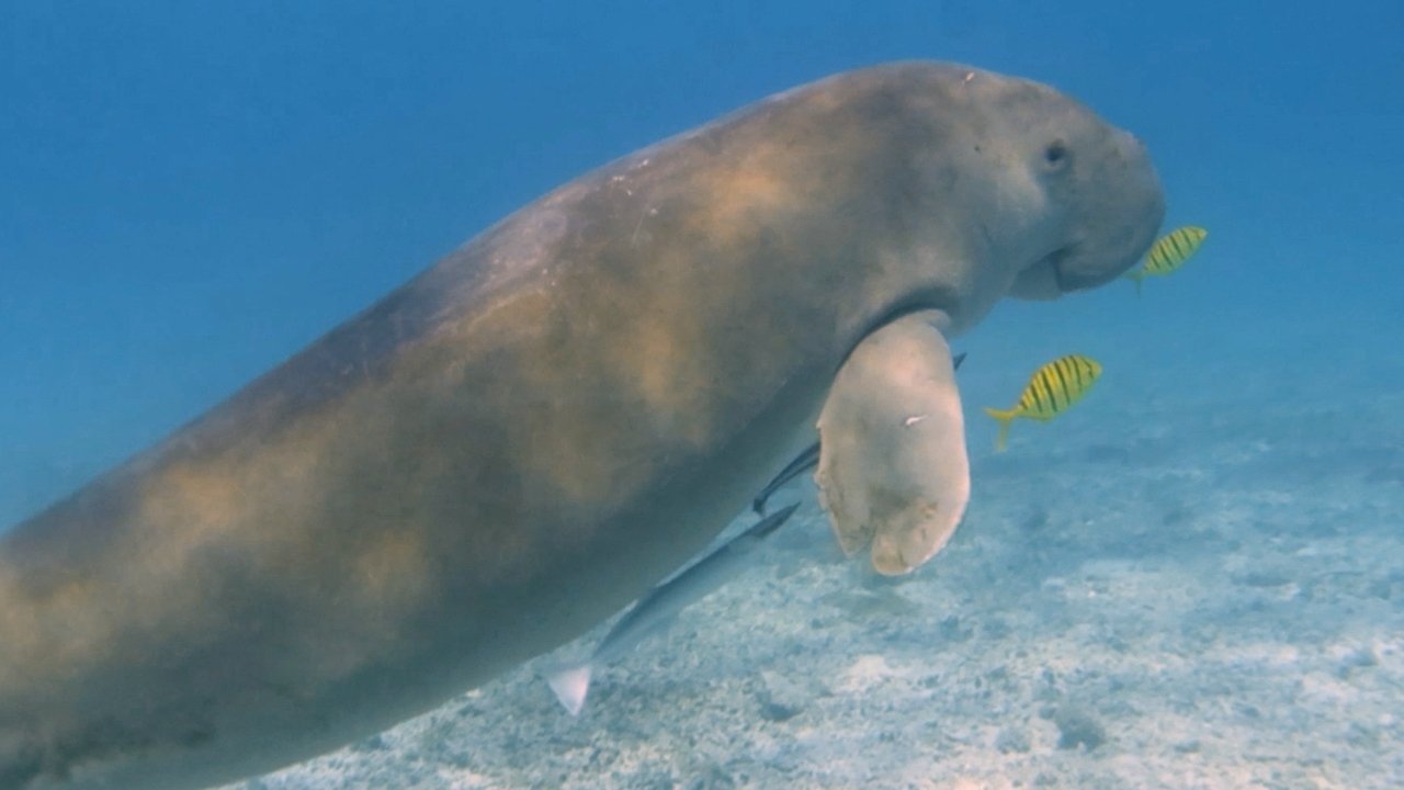 Dugong di Indonesia